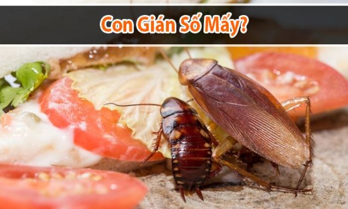 Gián bò lên người hay mơ thấy gián đều là điềm xấu nhưng đều có con số may mắn tương ứng