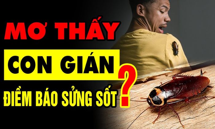 Ngủ mơ thấy gián là điềm báo chẳng mấy tốt đẹp