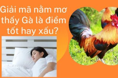  Con Gà Số Mấy? Mộng Thấy Gà Hung Hay Lành?